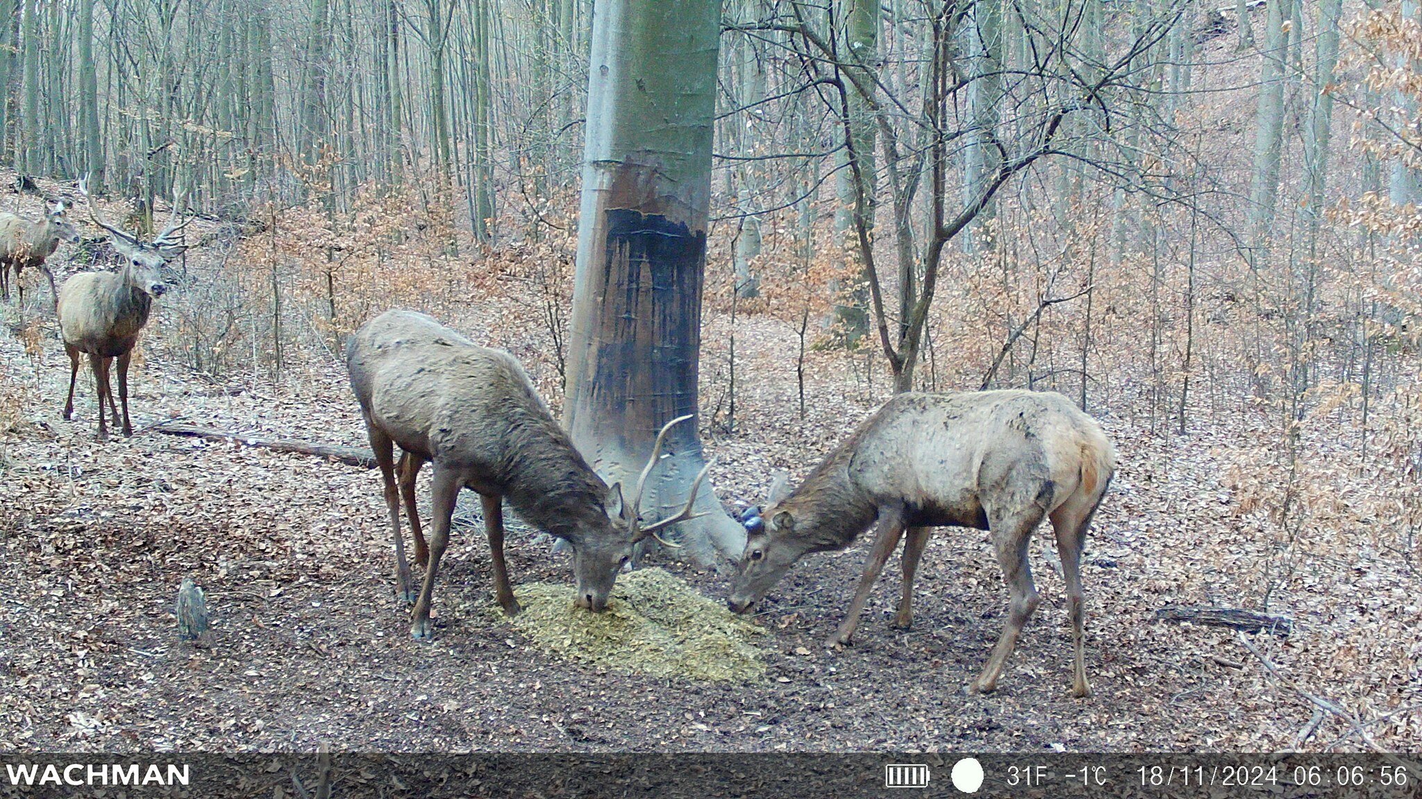 Wildlife captured by Wachman