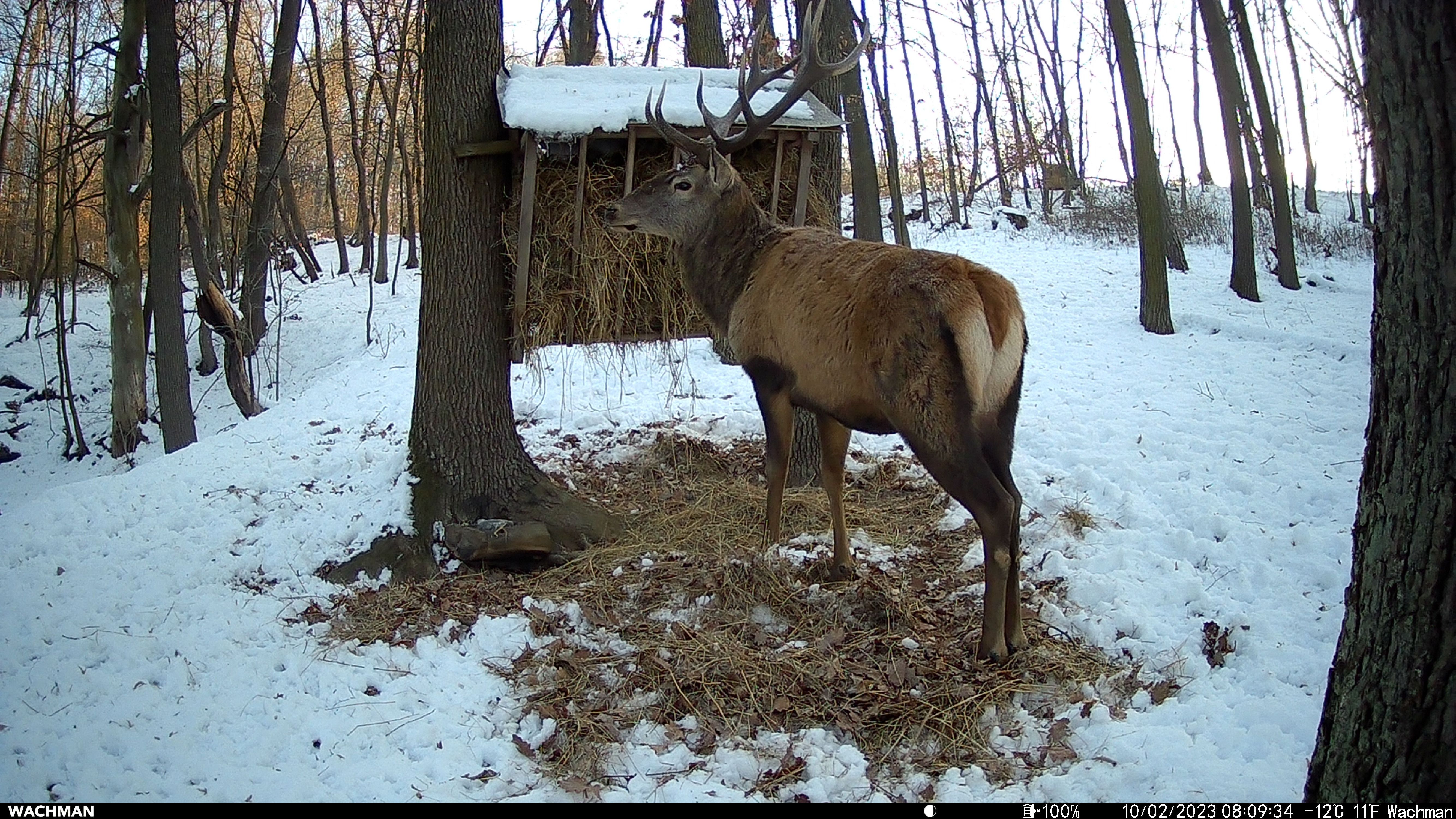 Wildlife captured by Wachman