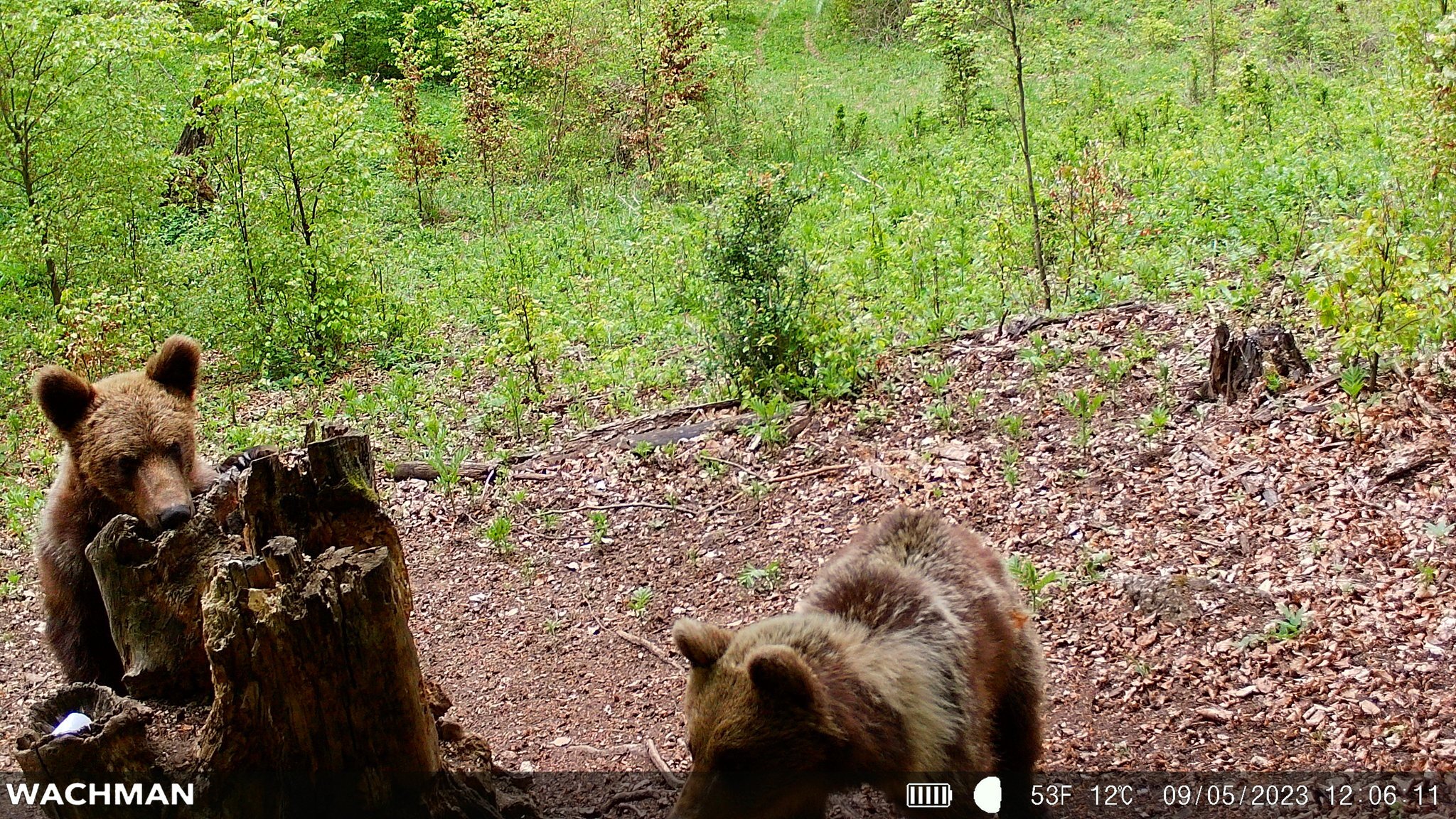 Wildlife captured by Wachman