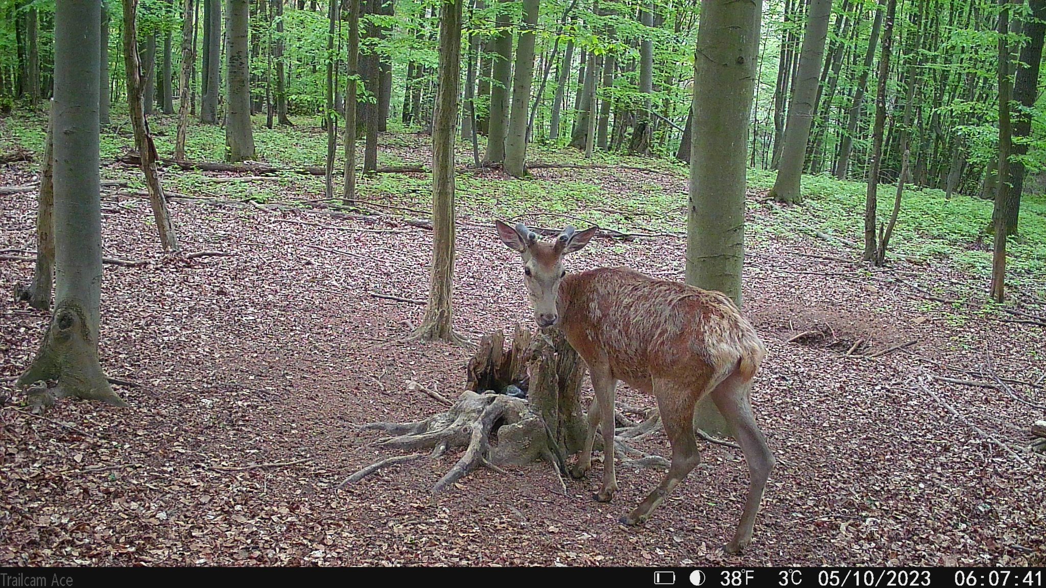 Wildlife captured by Wachman