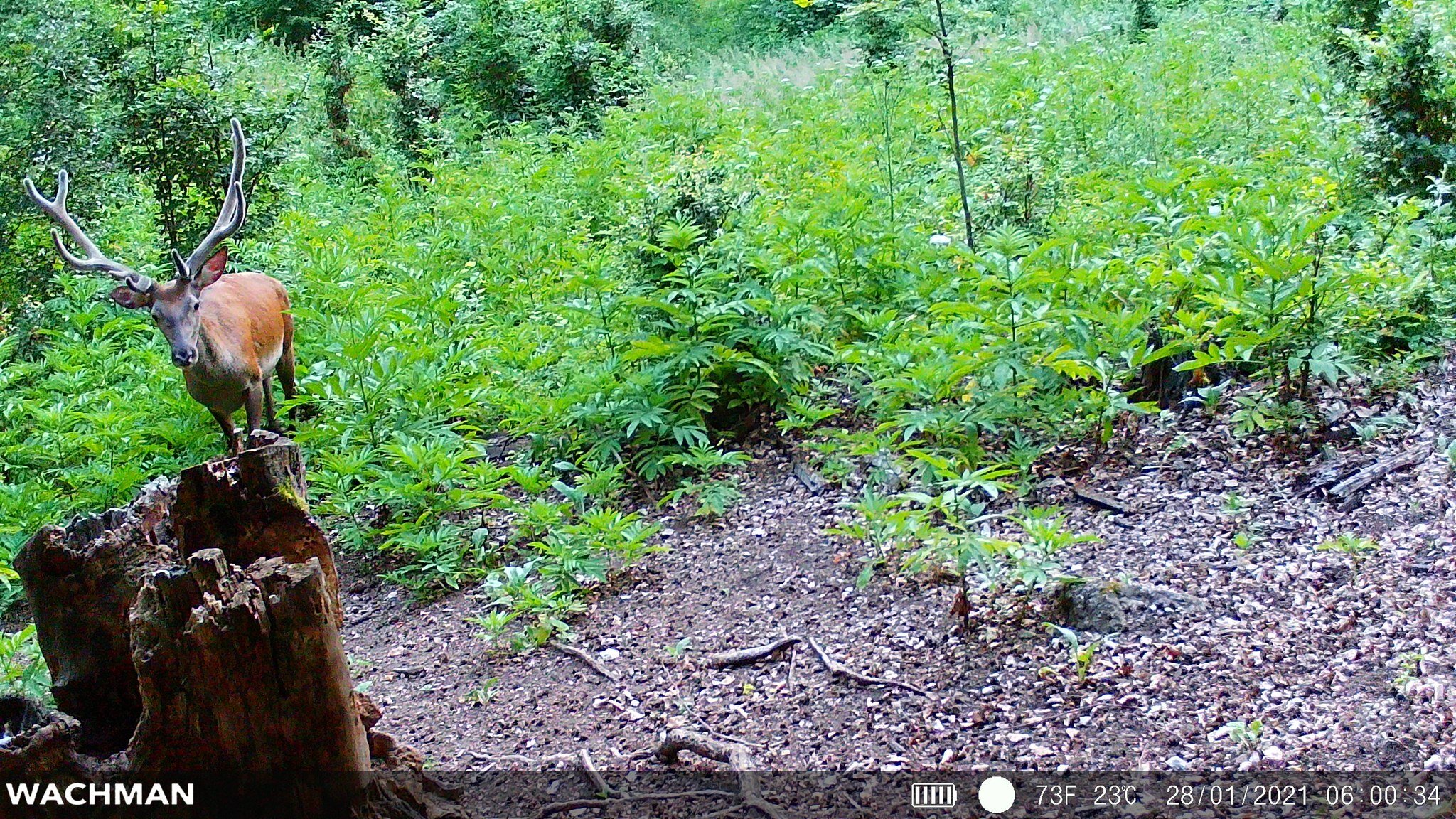 Wildlife captured by Wachman