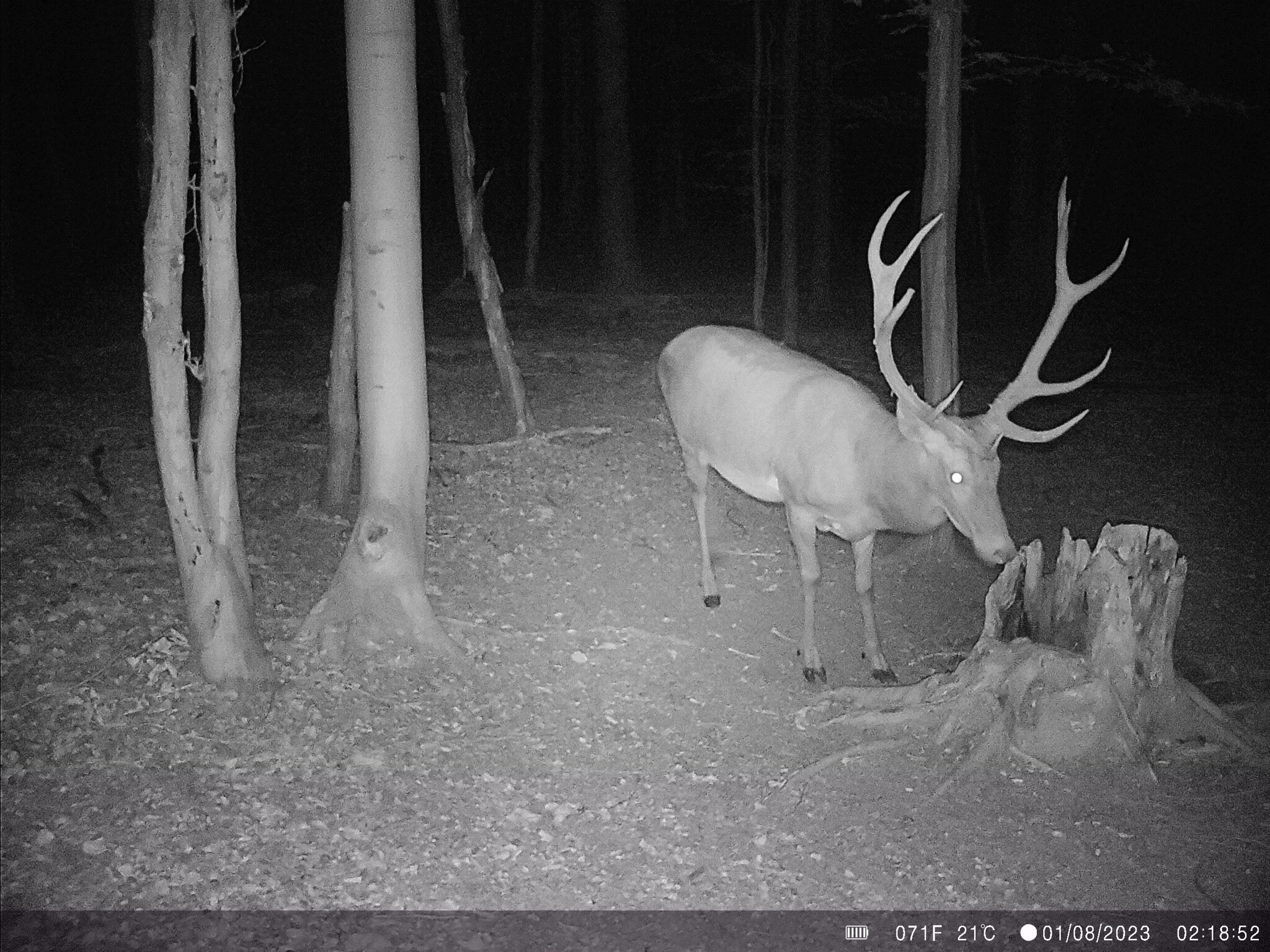 Wildlife captured by Wachman