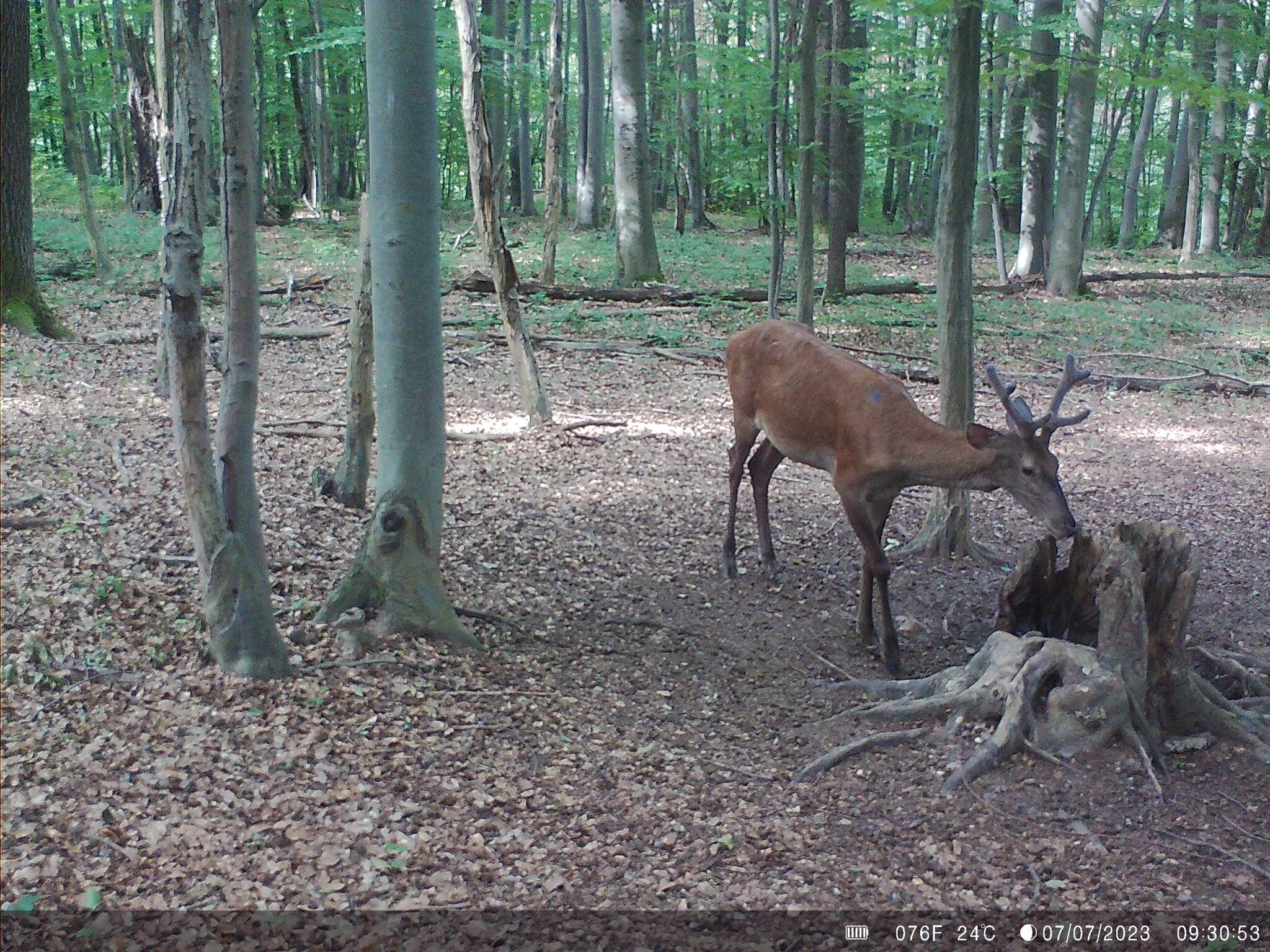 Wildlife captured by Wachman