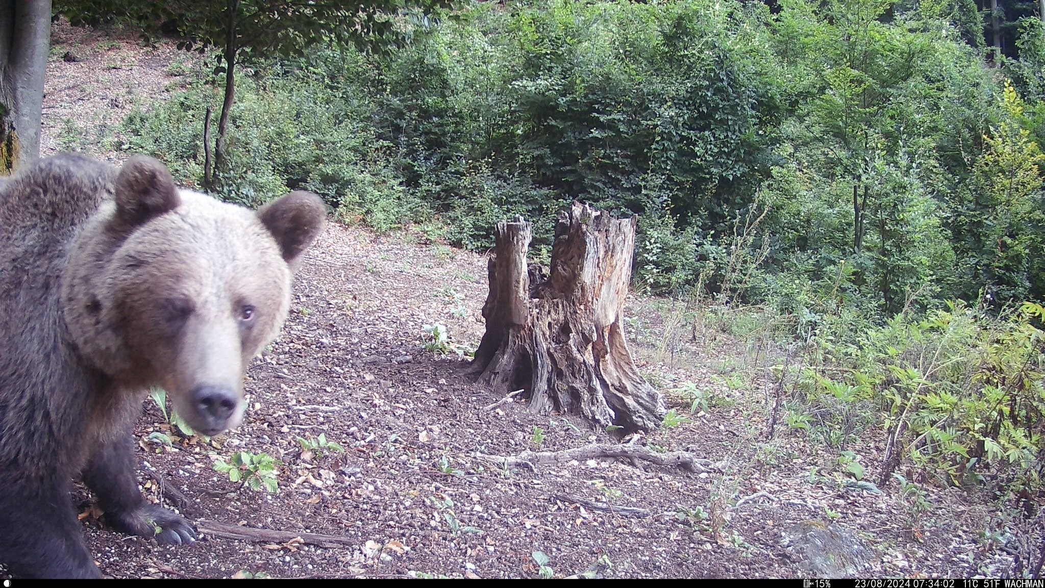 Wildlife captured by Wachman