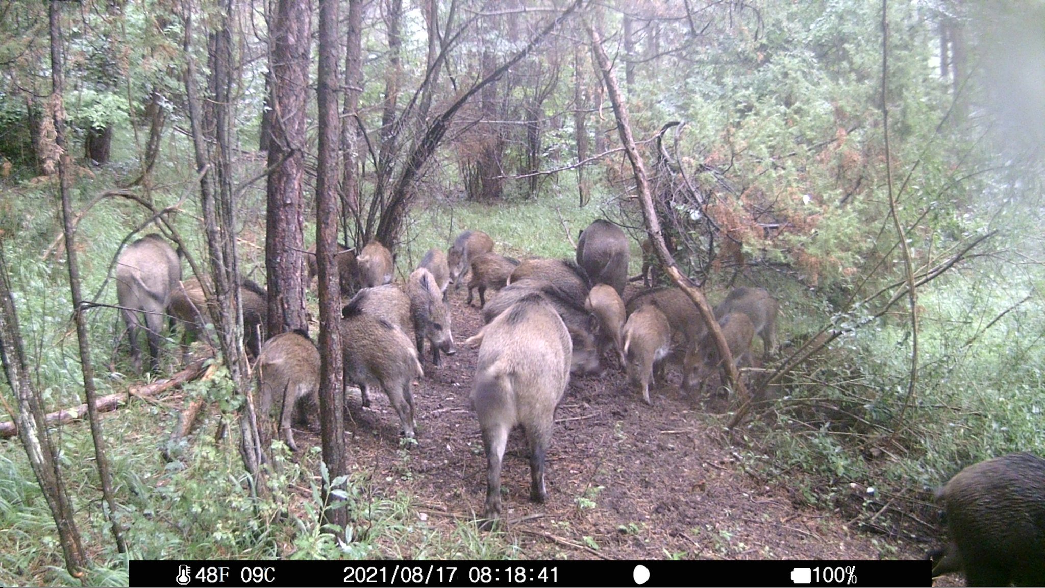 Wildlife captured by Wachman